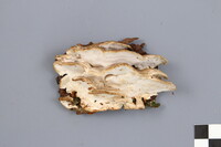 Postia balsamea image